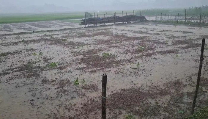 টাঙ্গাইলে অসময়ে রেকর্ড বৃষ্টি, শীতকালীন সবজির ক্ষতির শঙ্কা টাঙ্গাইলে অসময়ে রেকর্ড বৃষ্টি, শীতকালীন সবজির ক্ষতির শঙ্কা
