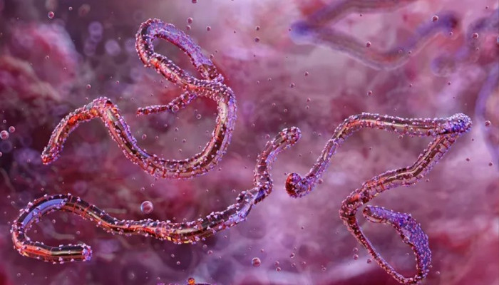 ইথিওপিয়ায় প্রথমবারের মতো মারবার্গ ভাইরাস শনাক্ত, কীভাবে ছড়ায়?