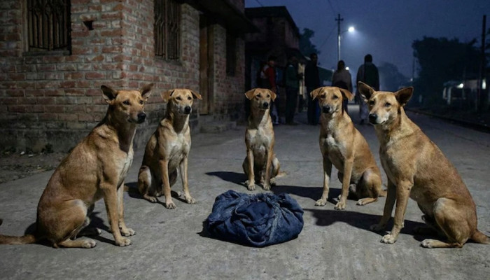 রাস্তায় ফেলে যাওয়া নবজাতককে সারা রাত পাহারা দিল একদল কুকুর