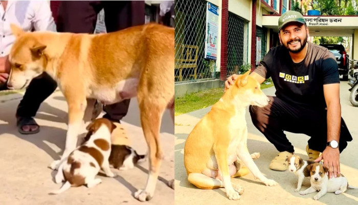 নতুন দুই ছানা পেল সন্তানহারা সেই মা কুকুর