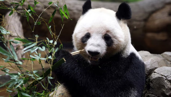 শেষবারের মতো পান্ডা দেখতে টোকিওতে দর্শকের ভিড়