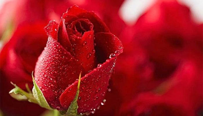 রোজ ডে তে জেনে নিন, কোন গোলাপের কী মানে