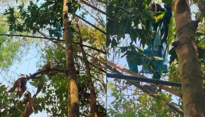 গাছের মগডালে নারী, ফায়ার সার্ভিসের ২ ঘণ্টা চেষ্টার পর উদ্ধার