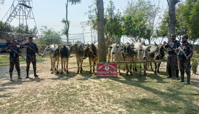 চাঁপাইনবাবগঞ্জ সীমান্তে ২২ লাখ টাকার ১০ ভারতীয় গরু জব্দ