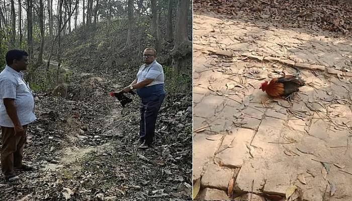 বনমোরগ জব্দ করে ‘দেশি মোরগ’ অবমুক্ত, তদন্তে তিন সদস্যের কমিটি