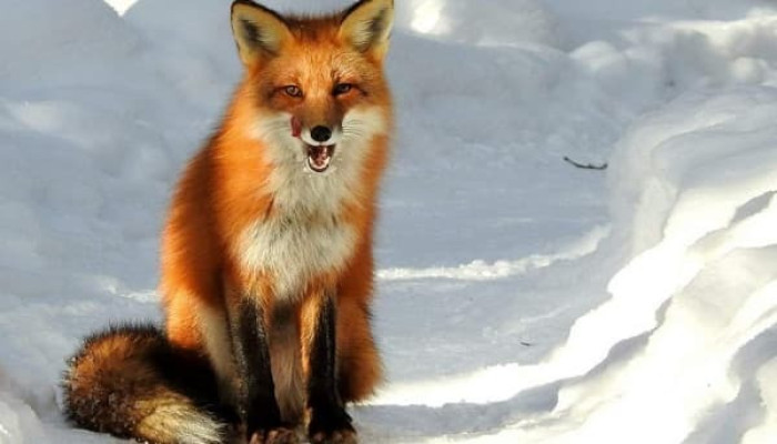 জাহাজে লুকিয়ে ইংল্যান্ড থেকে যুক্তরাষ্ট্রে শিয়াল