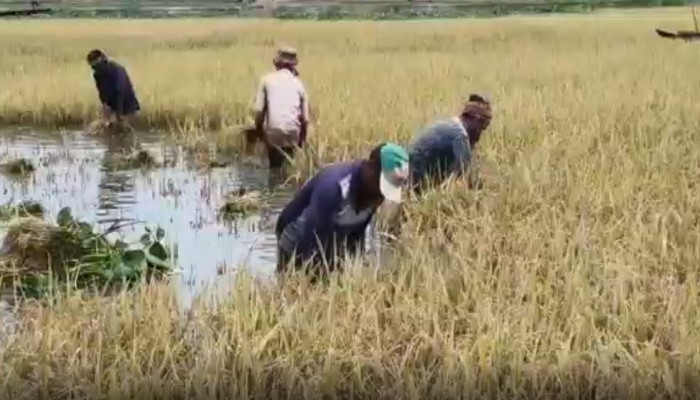 ব্রাহ্মণবাড়িয়ার হাওরে কোমরপানিতে ধান কাটছেন কৃষকেরা