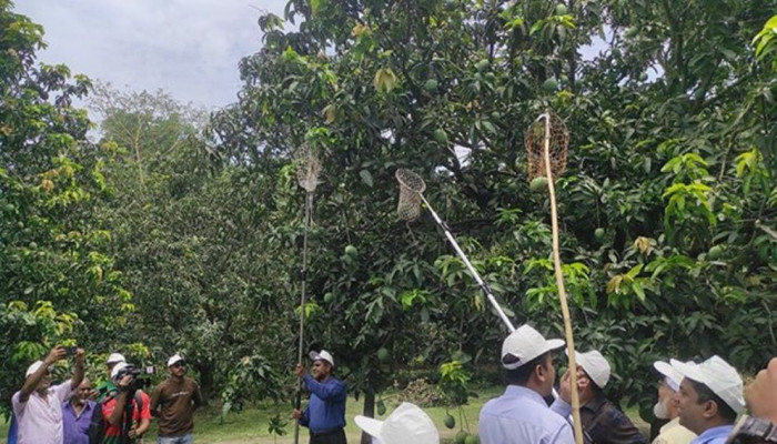 আম সংগ্রহ শুরু, চাষিদের মাঝে উৎসবের আমেজ