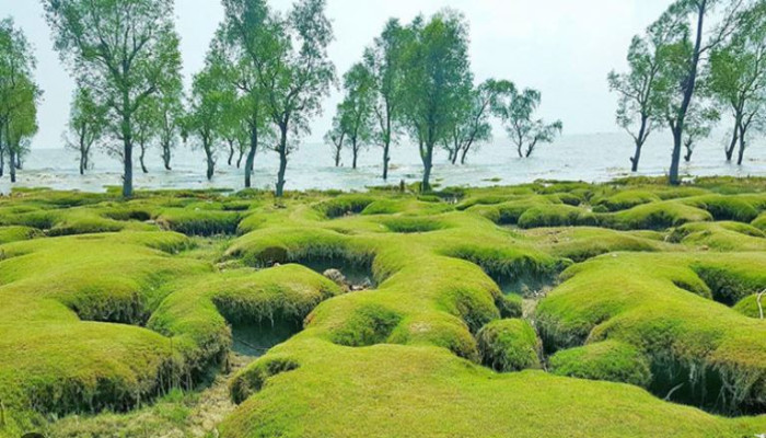 সৈকতে পর্যটক-ব্যবসায়ীর সংঘর্ষে আহত ১২