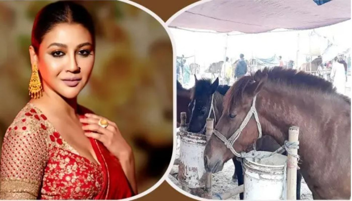 ঘোড়ার মাংস বিক্রি বন্ধে হাইকোর্টে জয়া আহসানের রিট