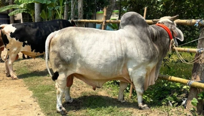 কোরবানির হাট কাঁপাবে ‘বিসিএস ক্যাডার