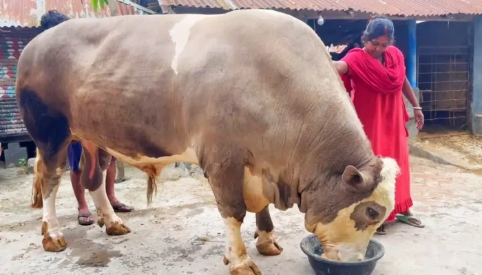 দড়ি ছাড়াই ঘুরে বেড়ায় ১৩শ কেজির ‘নেইমার