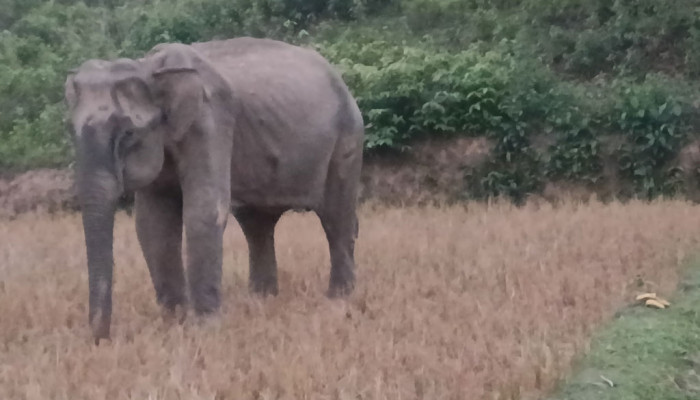 নাইক্ষ্যংছড়িতে অসুস্থ মা হাতির মৃত্যু, শাবকের কান্না ও আহাজারিতে ভারী লোকালয়