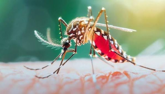 ডেঙ্গুতে আরও ২ মৃত্যু, আক্রান্ত ৬৭১