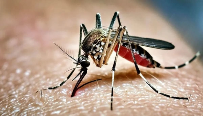 ডেঙ্গুতে আরও ৭ জনের মৃত্যু, একদিনে হাসপাতালে সর্বোচ্চ রোগী