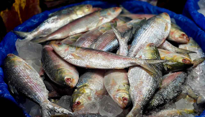 ভারত থেকে ইলিশ আমদানি বন্ধ করল বাংলাদেশ