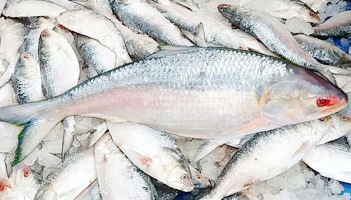 ভারতে ইলিশ রফতানি বন্ধে লিগ্যাল নোটিশ