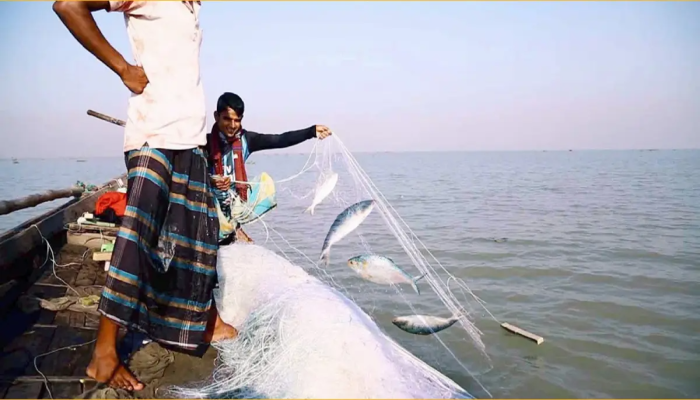 ৮ অক্টোবর থেকে ২২ দিন ইলিশ ধরা বন্ধ