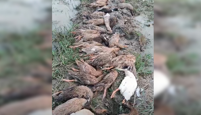 জমিতে ছড়ানো বিষ মেশানো ধান খেয়ে ৭০টি ডিম পাড়া হাঁসের মৃত্যু