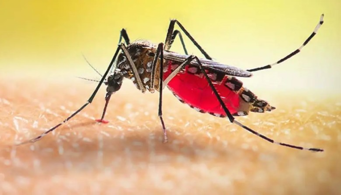 ডেঙ্গুতে আরও ৯ মৃত্যু, হাসপাতালে ভর্তি ১৯৫৪